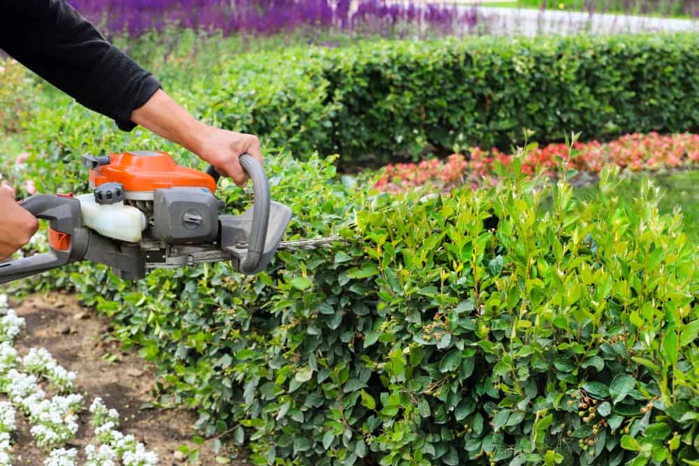 trimming hedges and shrubs